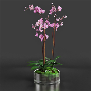 Orchid